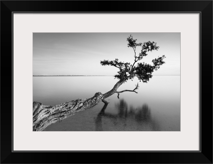 ocean, tree water Black and White photography