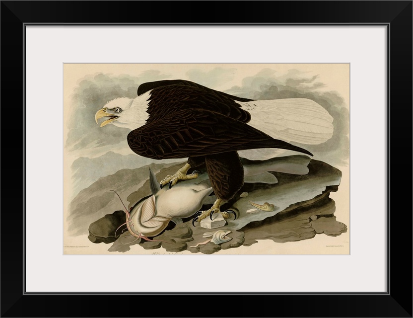 Audubon Birds, White Headed Eagle