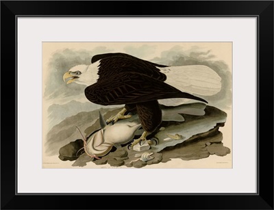 White Headed Eagle (Bald Eagle)