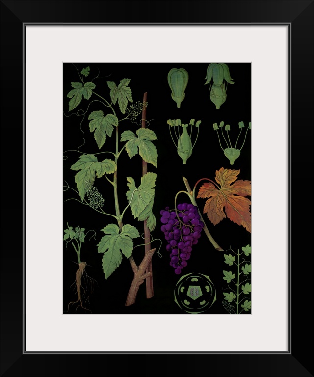 Wine Grapevine - Botanical Illustration