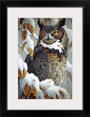 Winter Watch - Great Horned Owl