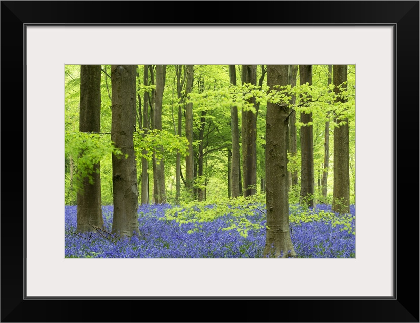 Vibrant green leaves in a forest with a floor covered in wildflowers.