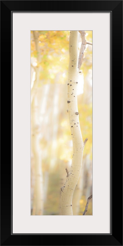 Tall photograph of a birch tree with a shallow depth of field.