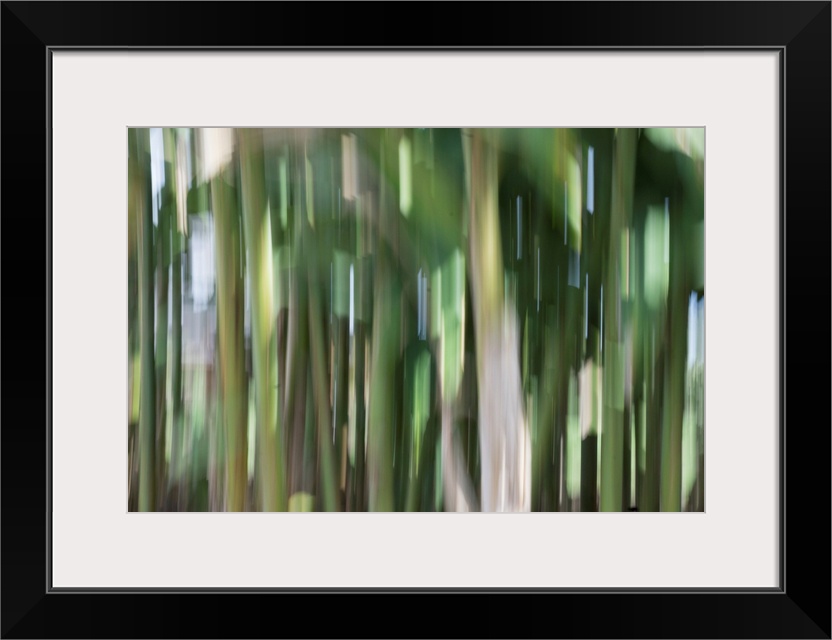 Impressionist photograph taken in a botanic gardens bamboo section.