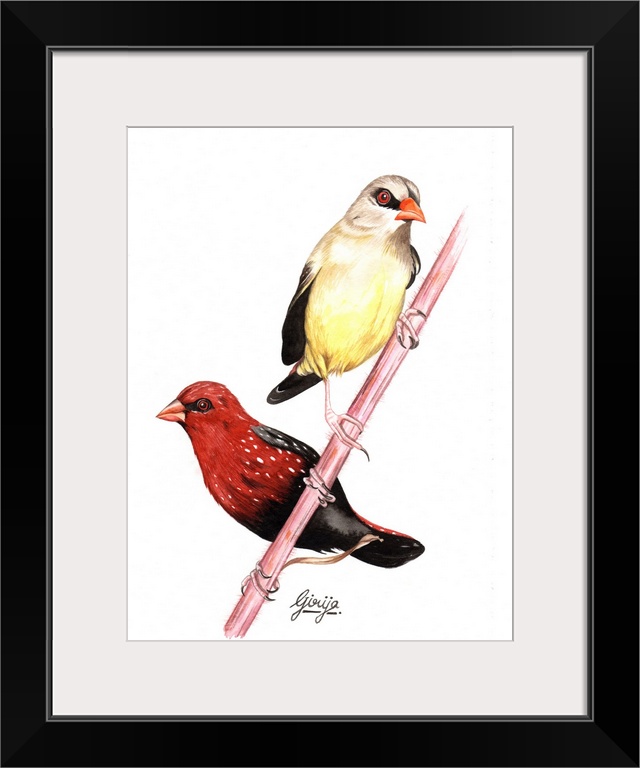 A pair of beautiful finch birds with the detail work bright colors painted in watercolor on paper.