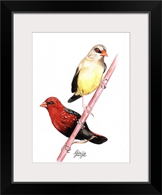 Finch Birds