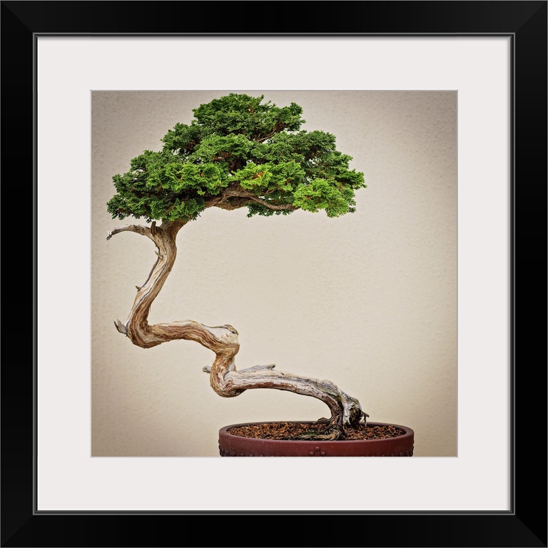 Bonsai Tree