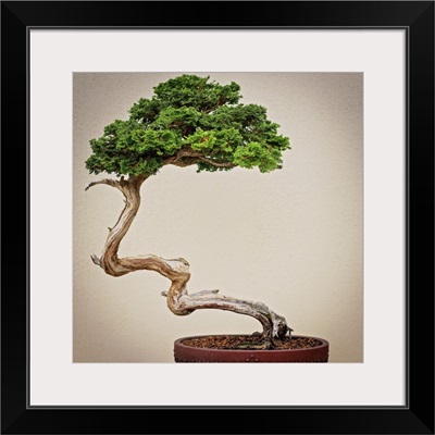 Bonsai Tree