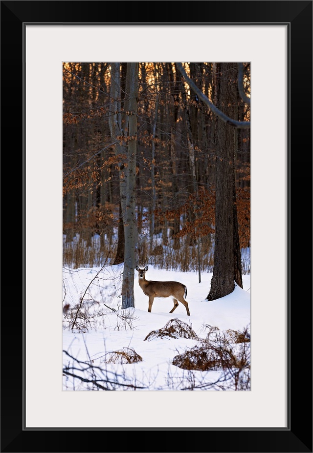 Deer In The Snow