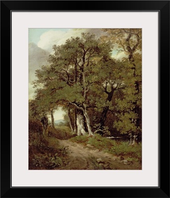 A Wooded Path