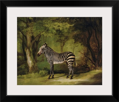 A Zebra, 1763