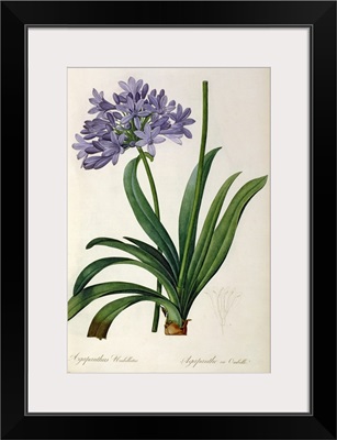 Agapanthus umbrellatus, from Les Liliacees by Pierre Redoute