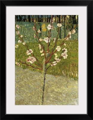 Almond Tree in Blossom, 1888