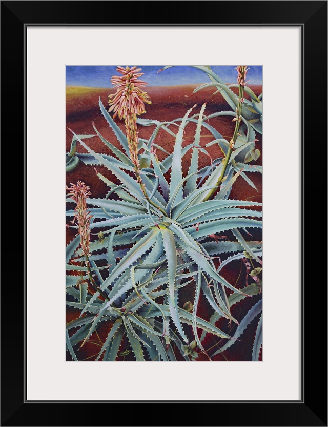 Aloe, 1991