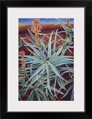 Aloe, 1991