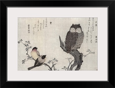 An Owl and two Eastern Bullfinches, from an album Birds compared in Humorous Songs