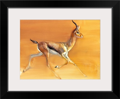 Arabian Gazelle, 2010