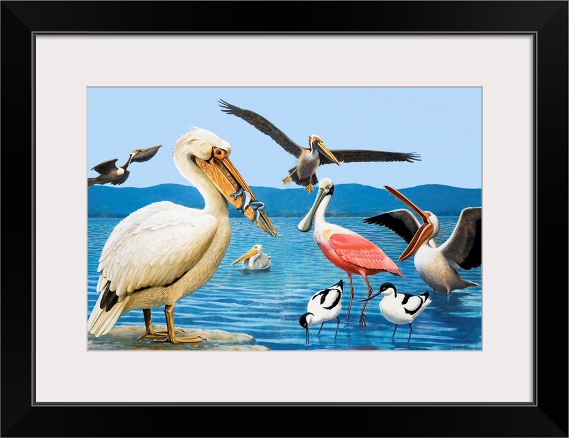 Birds with strange beaks. Pelican, Brown Pelican, Roseate Spoonbill, and Avocet. Original artwork for illustration on pp56...