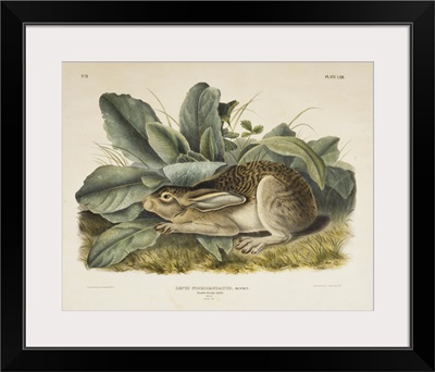 Black-Tailed Hare, 1845
