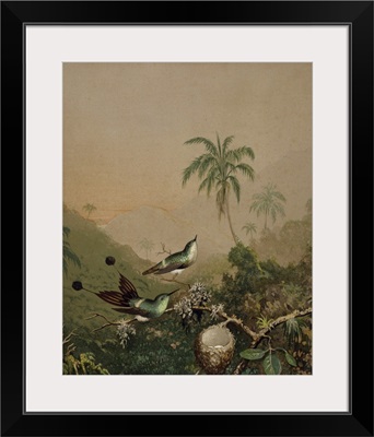 Brazilian Hummingbirds II