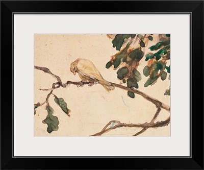 Canary on an Oak Tree Branch