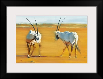Circling Arabian Oryx, 2010