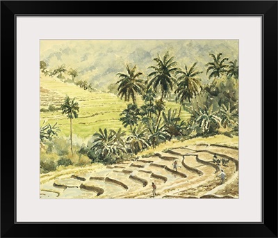 Dunhinda, Preparing The Paddy Fields