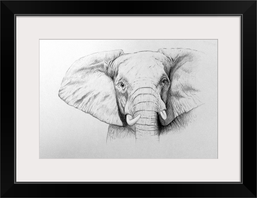 Elephant, 2011 (watercolour paint and pencil) by Grafton, Ele.