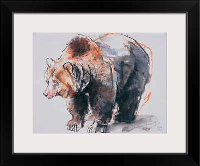 European Brown Bear, 2001