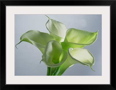 Four Arum Lilies, 1999