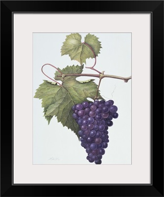 Grapes, 1994