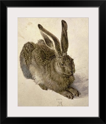 Hare, 1502
