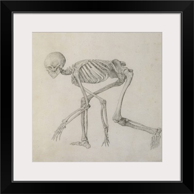 Human Skeleton: Lateral view in Crouching Posture