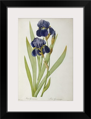 Iris Germanica, from Les Liliacees, 1805
