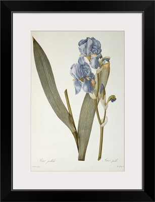 Iris Pallida, from Les Liliacees, 1812