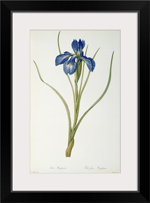 Iris Xyphioides, from Les Liliacees, 1808