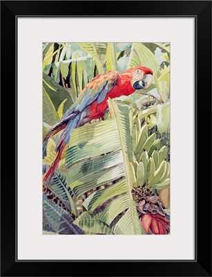 Jungle Parrot