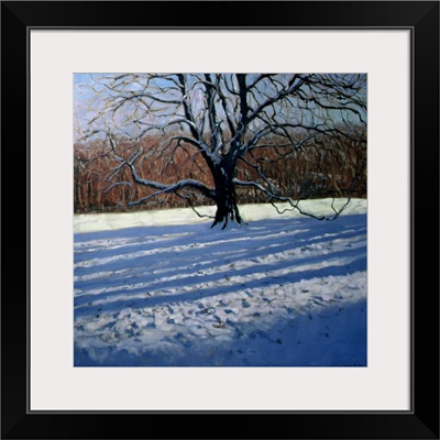 Large Tree, Snow, Calke Abbey