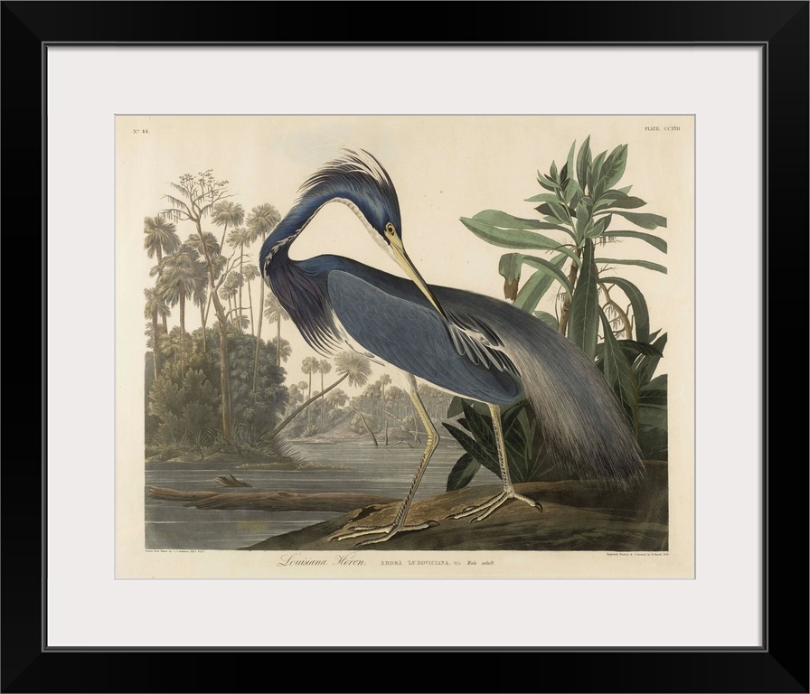 1834; after John James Audubon (1785-1851). Originally a hand-colored aquatint on woven paper.