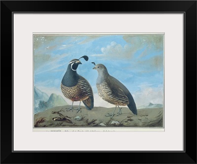 Male and Female Californian Partridge, from Voyage de La Perouse