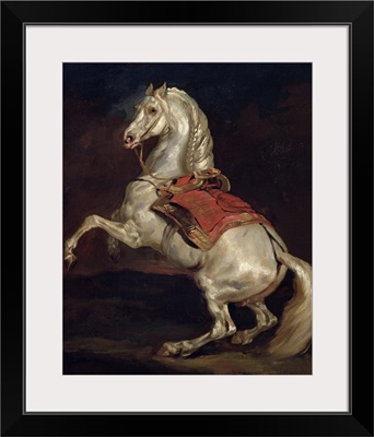 Napoleon's Stallion, Tamerlan