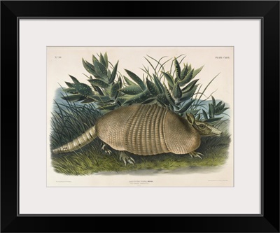 Nine-Banded Armadillo (Dasypus Peba), 1848