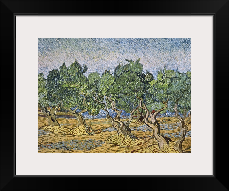 Olive Orchard, Violet Soil