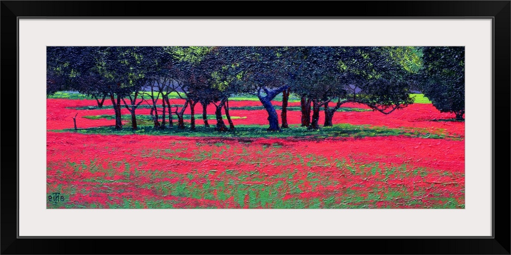 Panoramic photo of a field or red flowers with clusters of tree in the middle of the field.