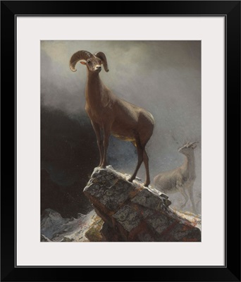 Rocky Mountain Sheep Or Big Horn, Ovis, Montana, C1884