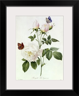 Rosa: Bengale the Hymenes, from Les Roses, 19th century