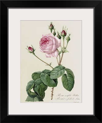 Rosa Centifolia Bullata, from Les Roses, 19th century
