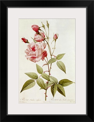 Rosa Indica Vulgaris, from Les Roses by Claude Antoine Thory