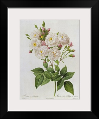 Rosa Noisettiana, fromLes Roses, 19th century 9coloured engraving)