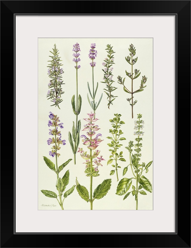 ERI64949 Rosemary and other herbs (w/c)  by Rice, Elizabeth (Contemporary Artist); watercolour; Private Collection; Englis...